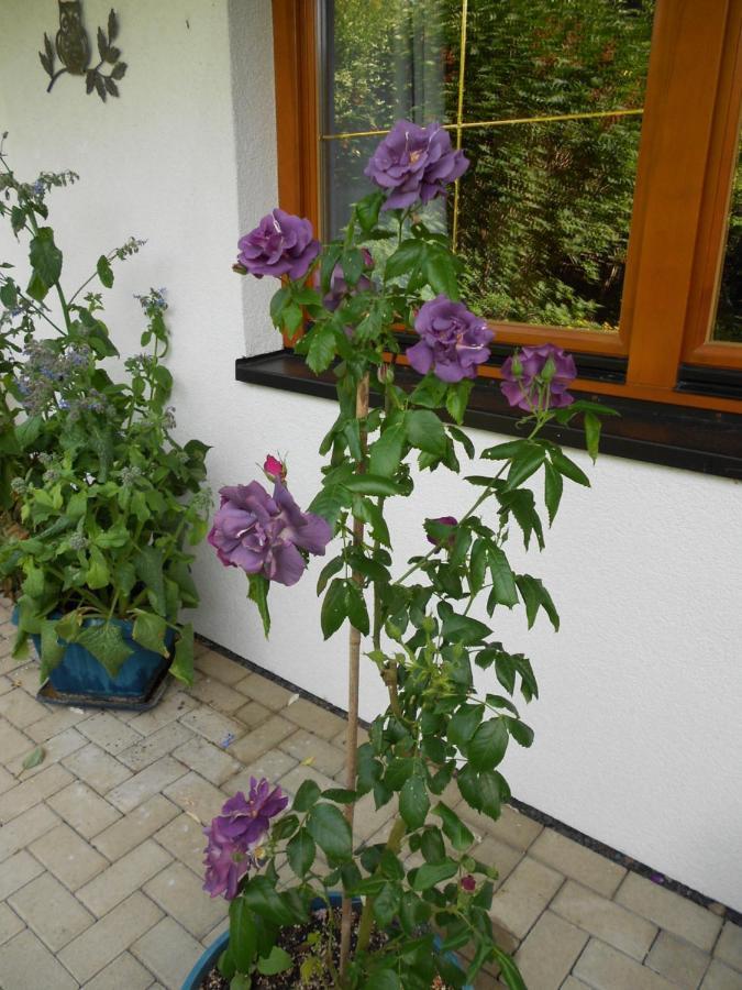 Ferienwohnung Im Harz-Haus-Bruns Clausthal-Zellerfeld Buitenkant foto